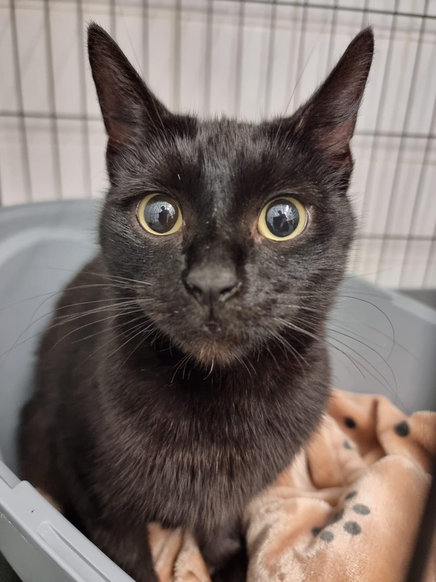 BCWRkittens's tweet photo. New arrival.
This is delightful Delores. 
Delores  was found by a member of the  public in BD12.
The finder asked around the neighbourhood if anyone knew the cat and at one house she was met with "oh that thing , im surprised  its still alive , I kicked her out about a year ago." https://t.co/zlqvSdyPVL