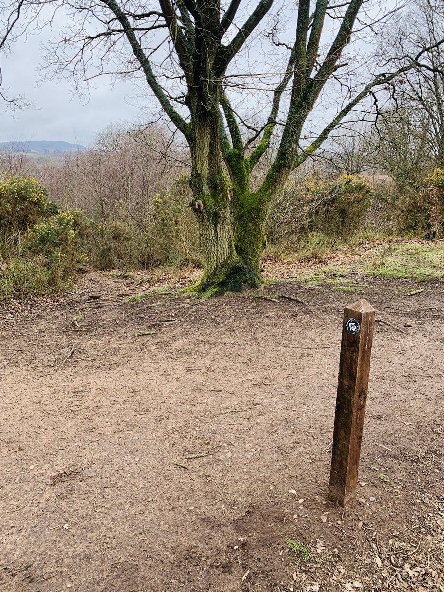 wanderlost_the's tweet photo. It’s easy to lose your way while traversing the myriad of transitory trails that cross-cross this rare and lovely example of lowland heath at Hartlebury Common ….. unless of course you’re following the Geopark Way. ⁦@worcscc⁩ ⁦@AMHillsGeopark⁩ ⁦@HartleburyCLG⁩ https://t.co/ydbxGdR3Oj