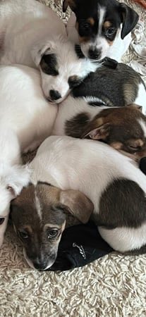 pegah_malek's tweet photo. Jack Russell  https://t.co/CI6MiOyiAX https://t.co/olJwTRJqCk