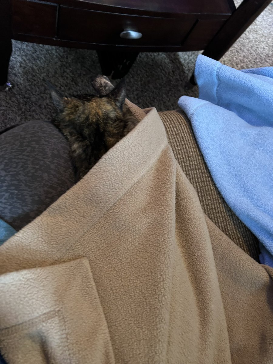 CindyBunn's tweet photo. Nope she’s not spoiled at all. #CatsOfTwitter #mamatobe #mybabygirl https://t.co/ij3zDGrmGl
