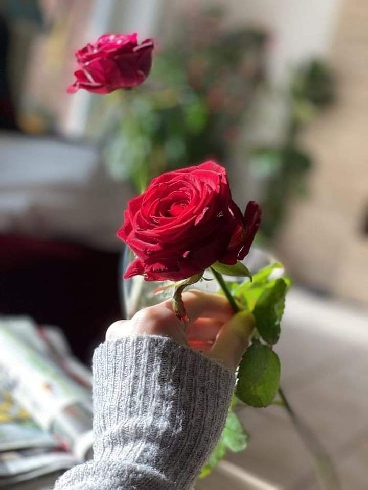 وردة في وقتها ....
خير من بستان بعد فوات الأوان ......
#يسعدكم_ربي