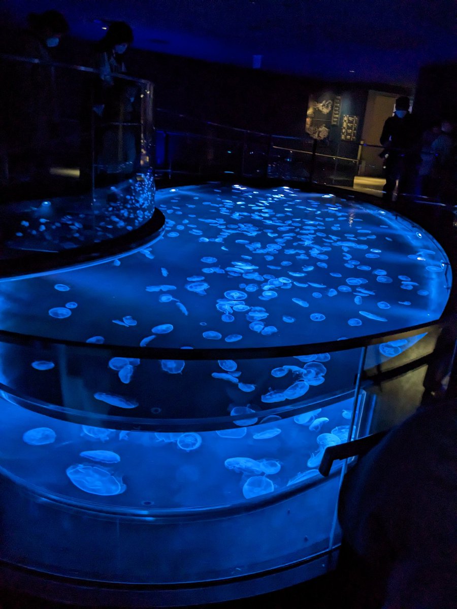 aquasm07's tweet photo. 上から見るクラゲ。海でクラゲ見るときはこれが普通なのに、水族館でこうすると新鮮なのはおもしろい。 https://t.co/jEfIQlXC3R