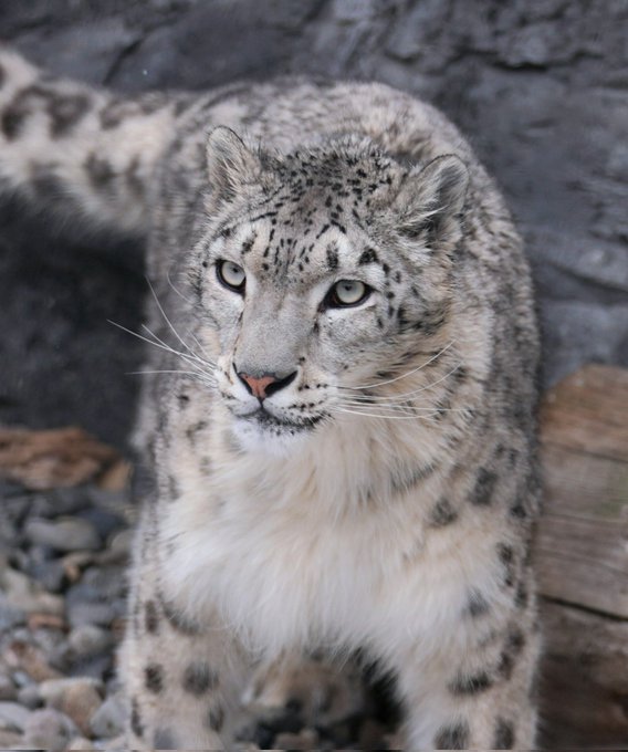 ユーリ#ユキヒョウ #旭山動物園#snowleopard #ユーリ 