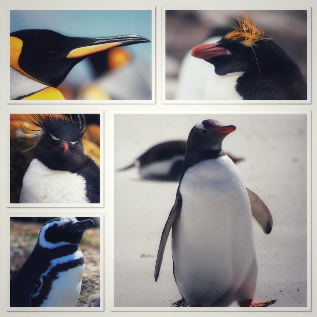 AndzB's tweet image. Serious question now folks…
Here in the #FalklandIslands we have 5 species of #floofs (plus a few others that visit on occasion).
The #FamousFive are:
King
Macaroni
Gentoo
Magellanic
Rockhopper
Out of the 5, which is your favourite?