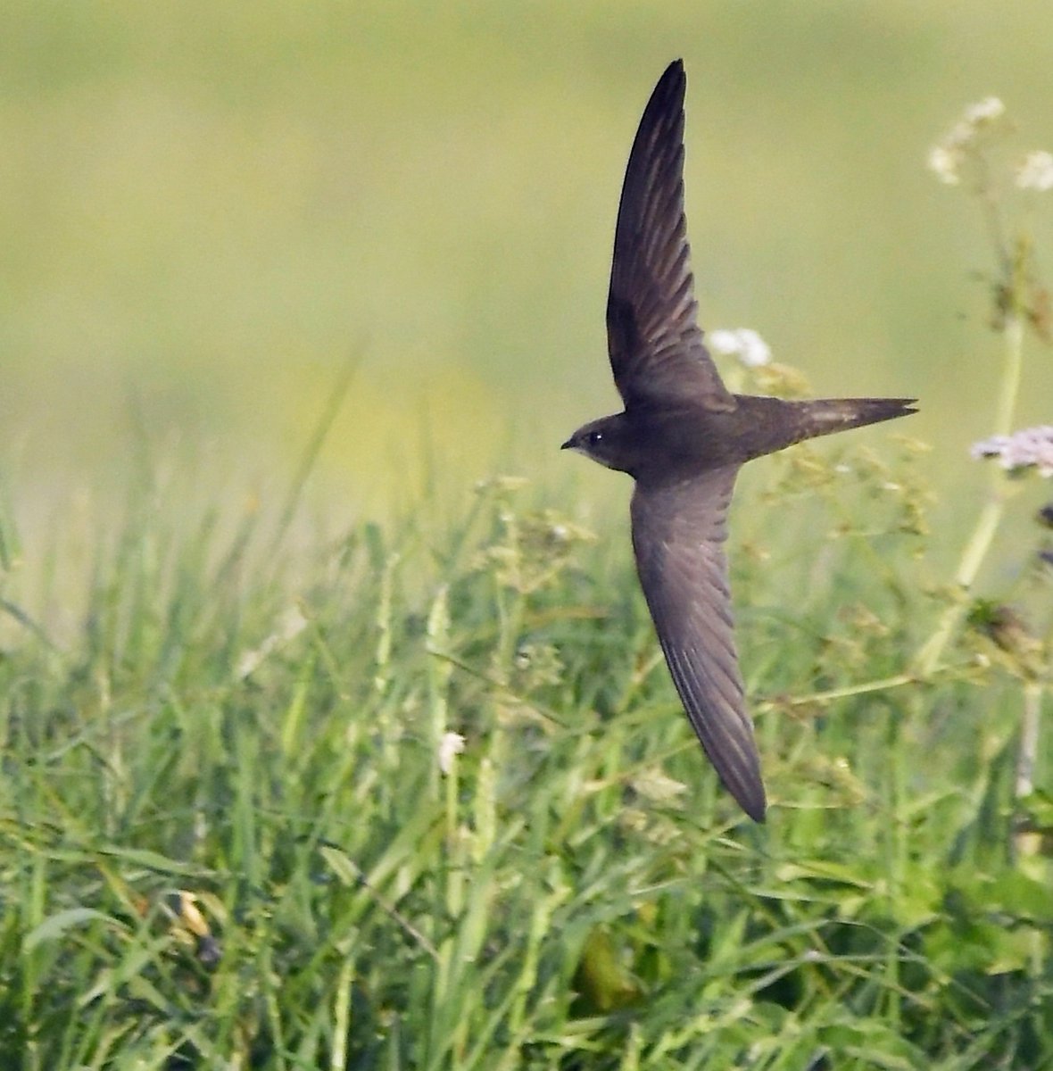 How many of you, my followers, are from the UK? 
  How many of you have signed this very important petition?⬇️
petition.parliament.uk/petitions/6267…
 Swifts are on the Red LIST of threatened birds! 🐦😔
 If you follow me &amp; you're from the UK, please sign ASAP! 🙏

Please RT! #ForTheSwifts 🐦