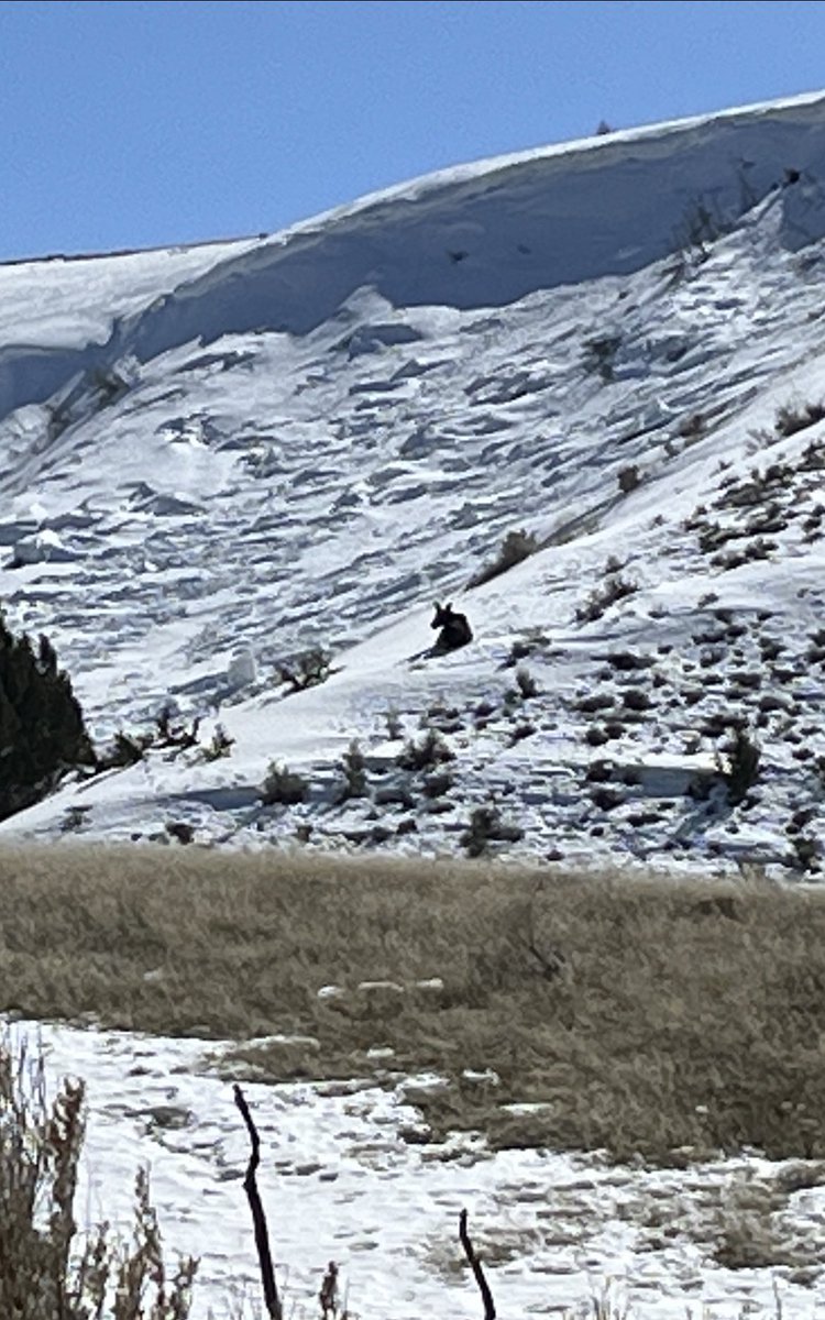 ToddKunzTV's tweet photo. A 9 mile #run in a sunny 41 degrees. A mix of trails and road and a #moose. A good day. #running #runner #justrun #winterrun #winterrunning #winterrunner #runforfun #runforhealth #runforlife https://t.co/xdBdtaWYI1