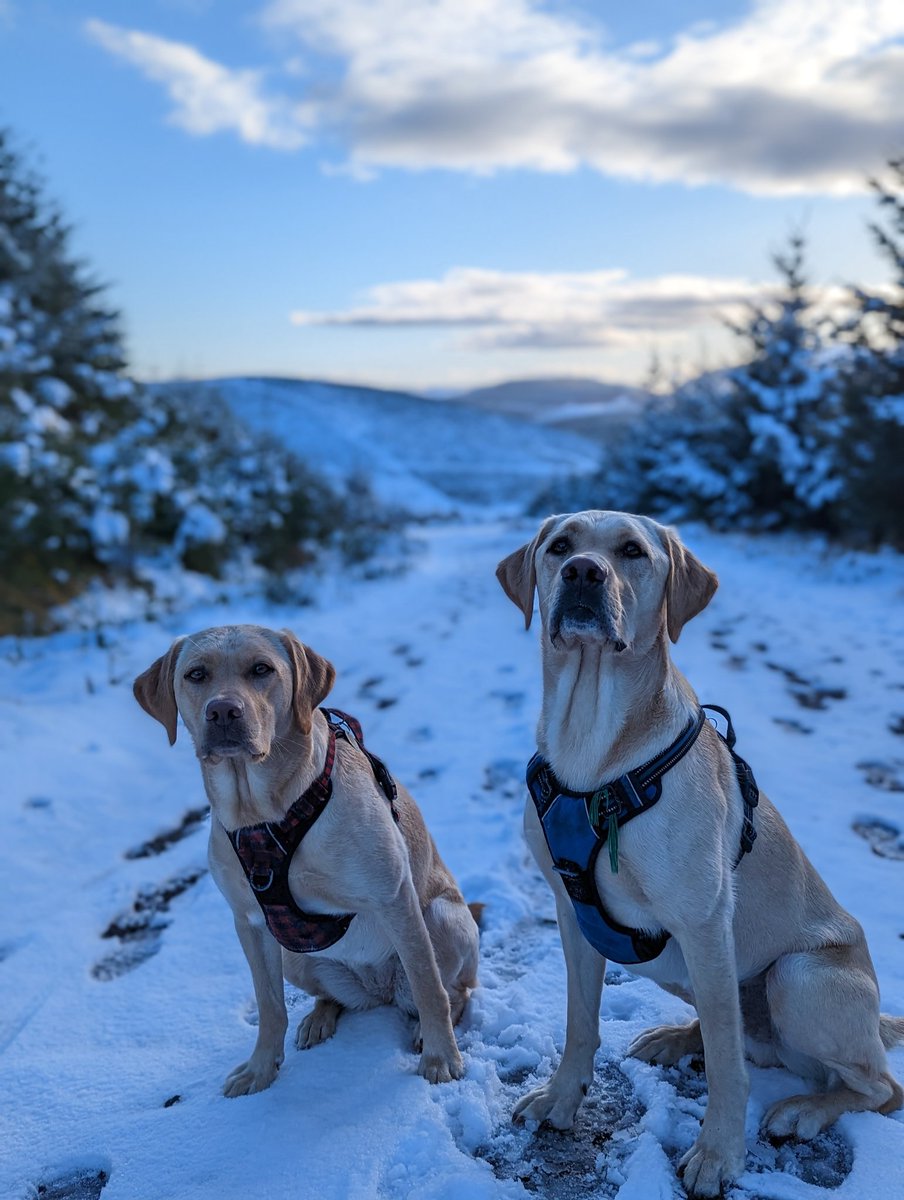 I'm going to apologise for the cuteness overload...promise last one for the day...Proud mummy ❤️😍 🤗🤗 #dogsoftwitter #smileforbert