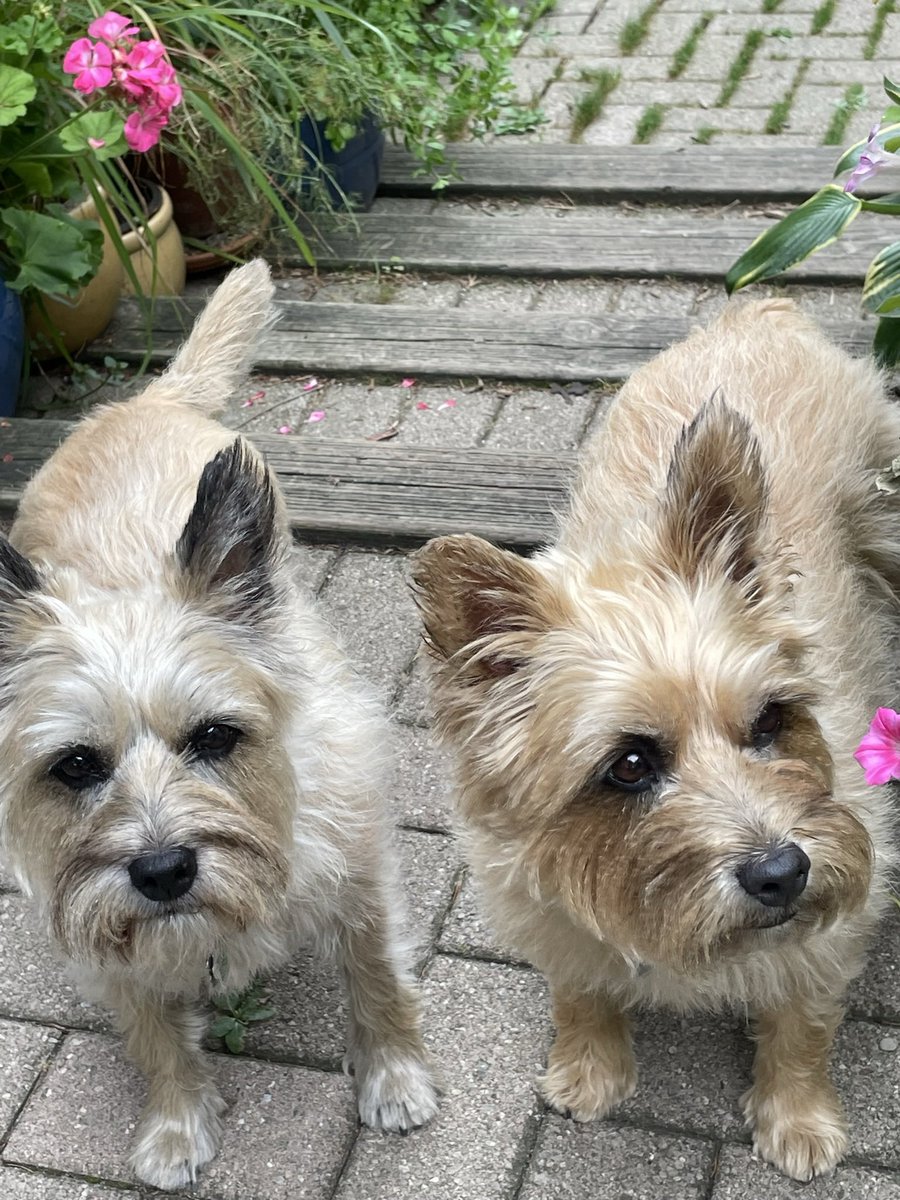 PJ Puppermum 🇨🇦 tweet media