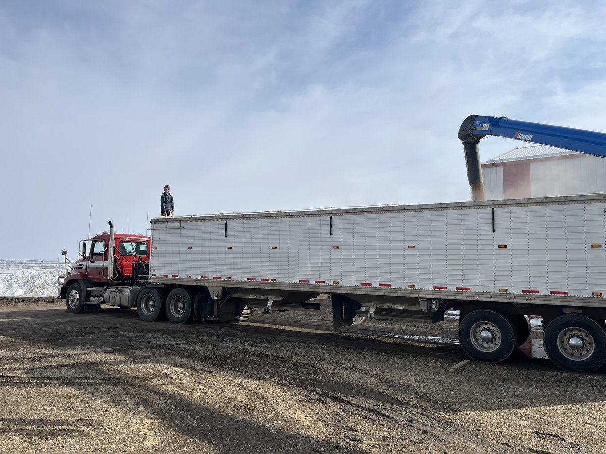 cpfarmsltd's tweet photo. “Learn by doing” youngest son learning how to properly load a grain trailer. @MPCommodities . @MackTrucks #autoshift for the win here haha. https://t.co/EXaoicsd6X