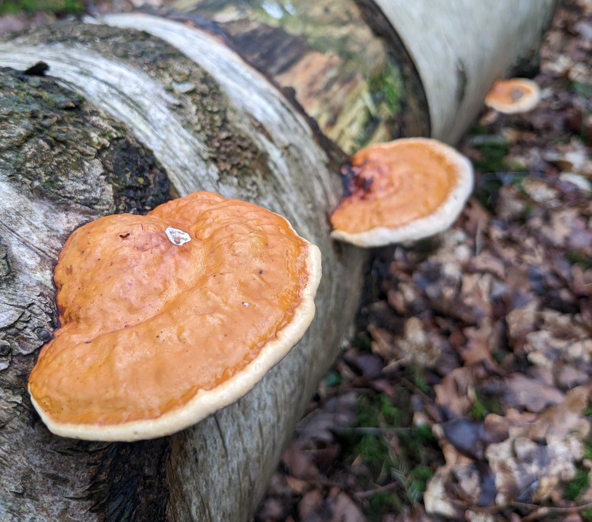 hhulbert's tweet photo. 🧡🧡🧡
New Forest, 18th March 2023 https://t.co/160xZ0kO9u