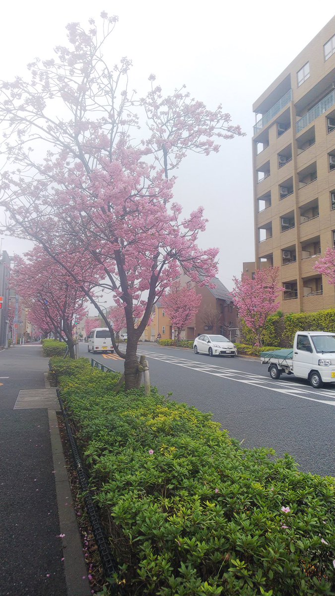 まだまだ肌寒い日がありますが、荏原の街中の木々はピンクの花が咲き誇ってました。
春を感じる今日この頃。感染症や花粉に負けずに頑張りましょ❗️
#おたがいさまPJ
#荏原