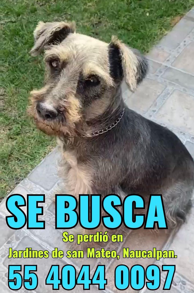 ZeroAbandonados's tweet photo. @TeresinaBueno @urimarejs @JeaninneValrosa  perro schnauzer viejito perdido se. Busca @SoyNaucalpan @lawera33 @HELA_MORE @MascotasSismo https://t.co/DyCM5Ip05M
