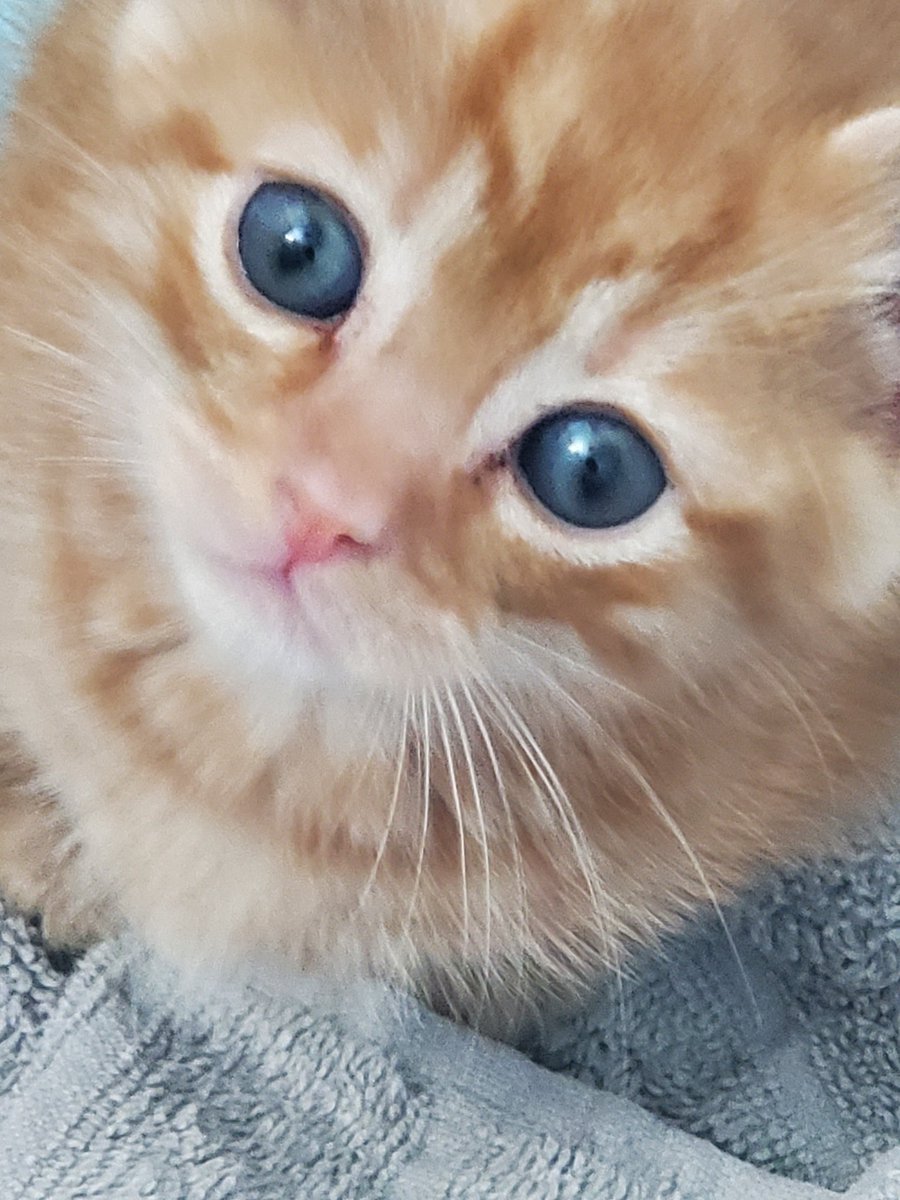 WowShaneTTV's tweet photo. My new baby. Miso Miyamoto #WowCat https://t.co/O0ygbS9IwD