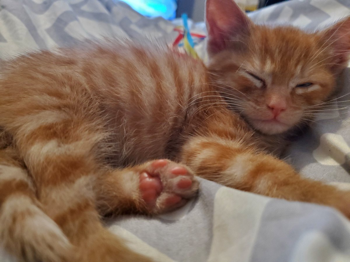 WowShaneTTV's tweet photo. My new baby. Miso Miyamoto #WowCat https://t.co/O0ygbS9IwD