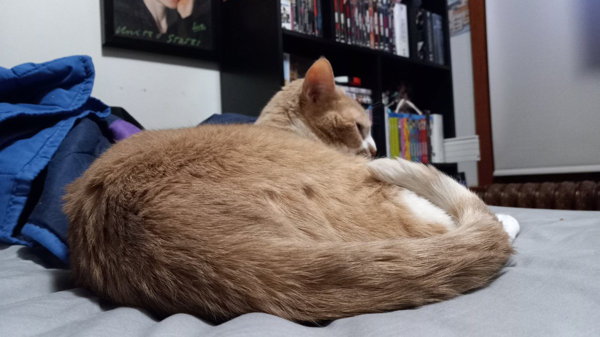 Elfapus's tweet photo. Gooby booty!!!!!!! 

#cat #cats #kittycat #catlovers #caturday #lazyboy #cutie #cutieboy #catbooty #booty #furbaby https://t.co/sPlG0LpYIf