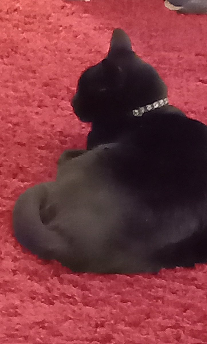 convent_cat's tweet photo. After 4 years of refusing to touch this rug, I have now decided I love it ! #opinionschange #Conventcat https://t.co/DLFLnKKGHj