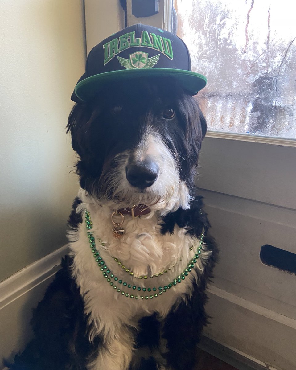 My humans are having their Saint Patrick’s day celebration tonight. I’m ready to pawty!