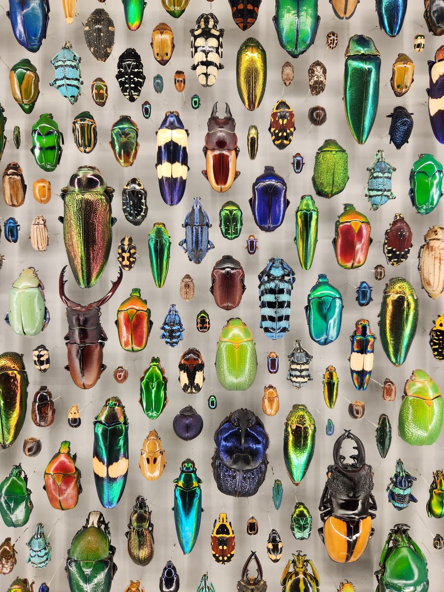 ruesetara's tweet photo. not a total bug hater I guess https://t.co/EcYNbVcsZA