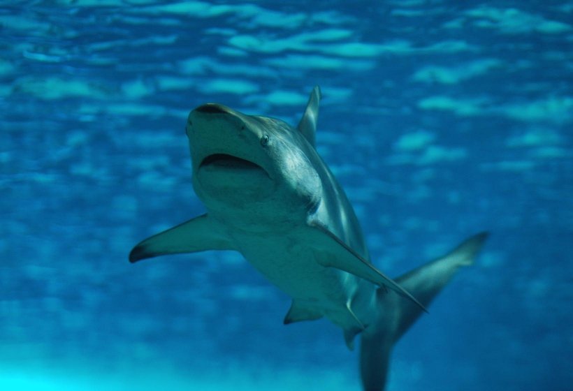 SharkiesOTD's tweet photo. ♡ Blacknose Shark

⎯ Known for the black spot on its nose, this shark grows only to about 5feet. https://t.co/IShbUNLZbE