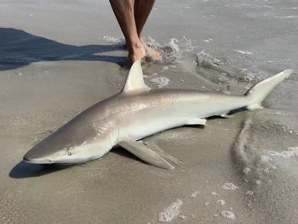 SharkiesOTD's tweet photo. ♡ Blacknose Shark

⎯ Known for the black spot on its nose, this shark grows only to about 5feet. https://t.co/IShbUNLZbE