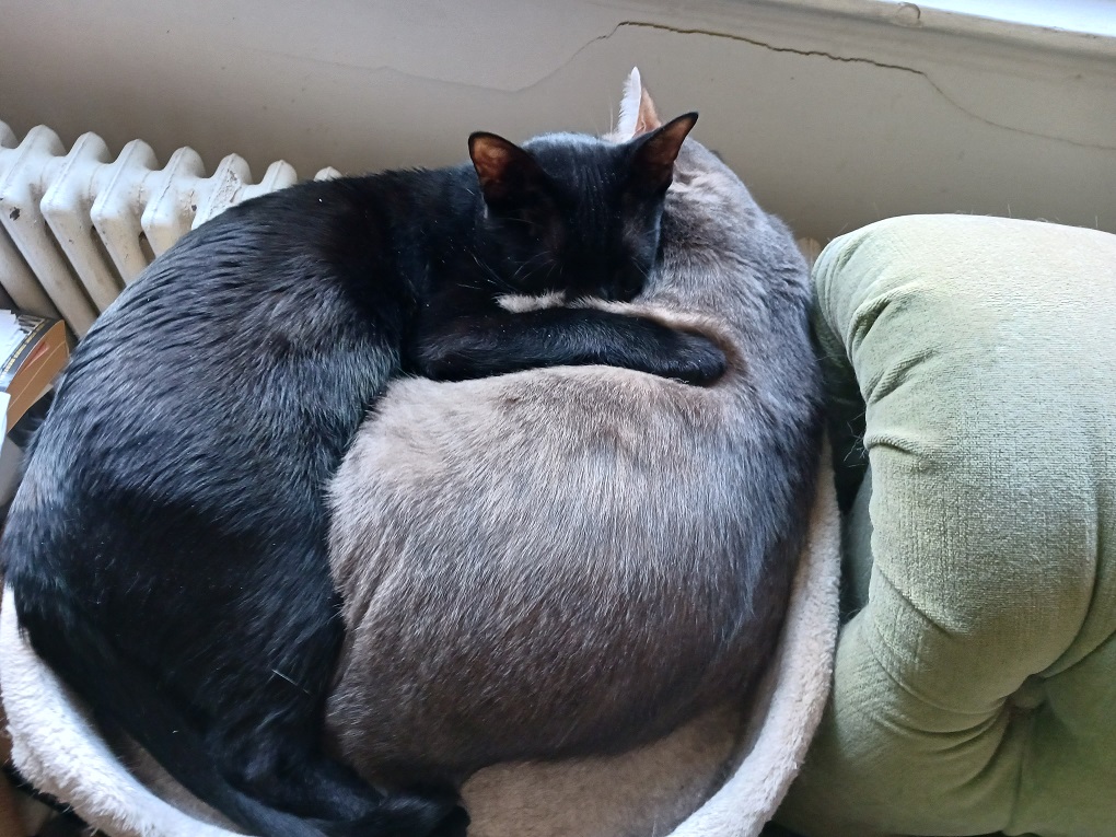 CatherineFraas's tweet photo. The switch to Daylight Savings Time has been a little weird for Jet and Sabertooth, but it's always a good time for a nap. https://t.co/2muk0lKMji