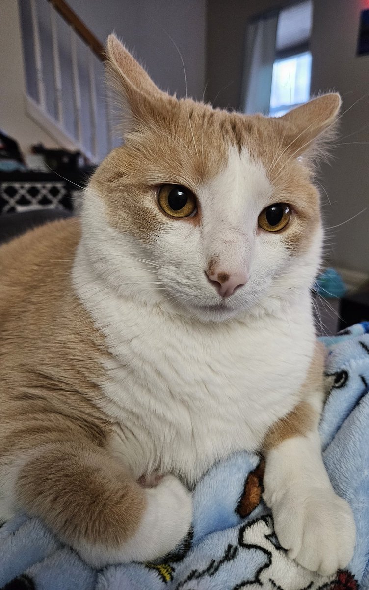 KolschAtMidnite's tweet image. I'm handsome. Take my picture.
#crazycats #Caturday