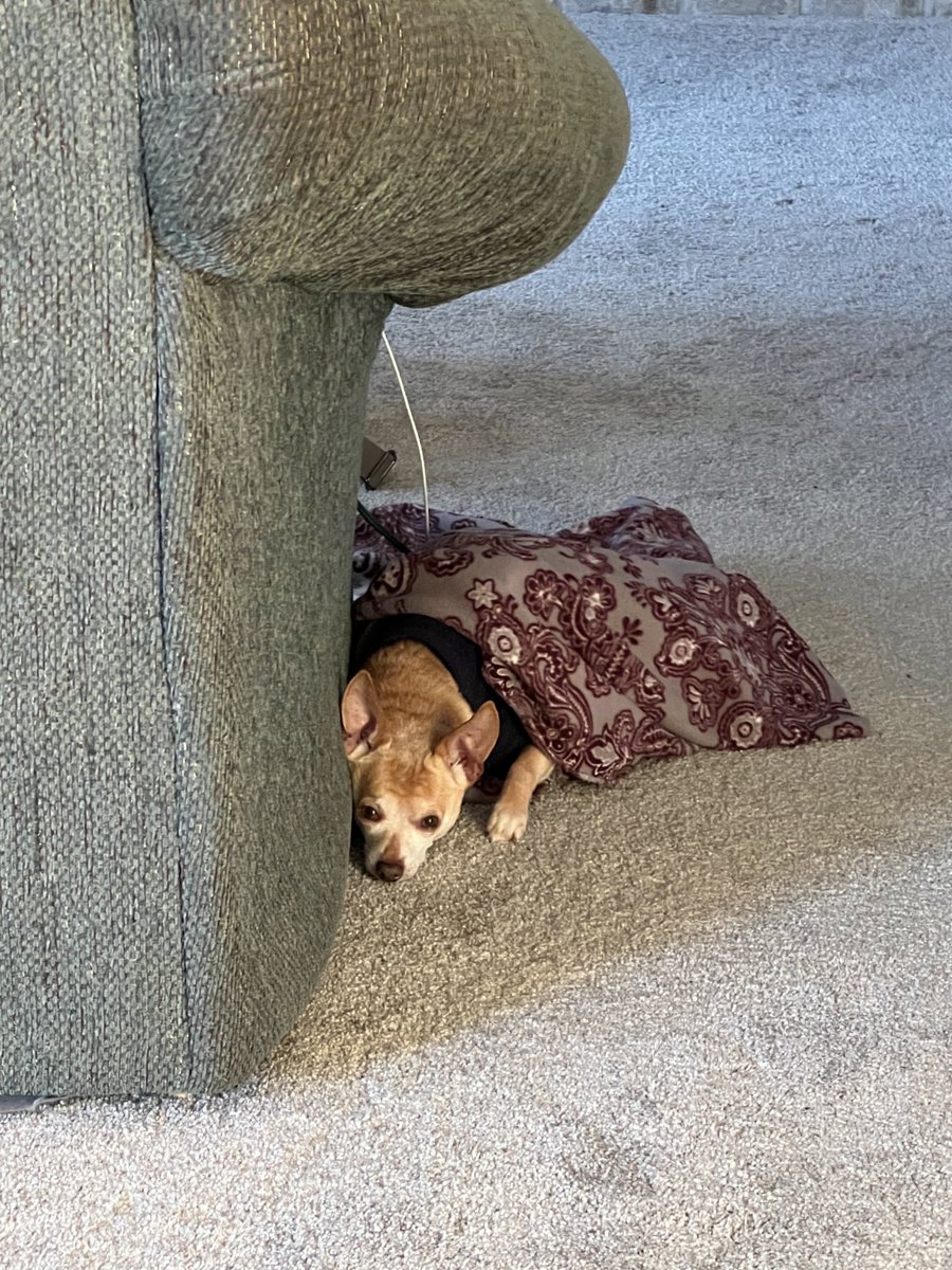 KnoppsMom's tweet photo. Roo is a sweetie waiting for me to finish my dinner. #adventureswithroo https://t.co/tvyOgD15lP