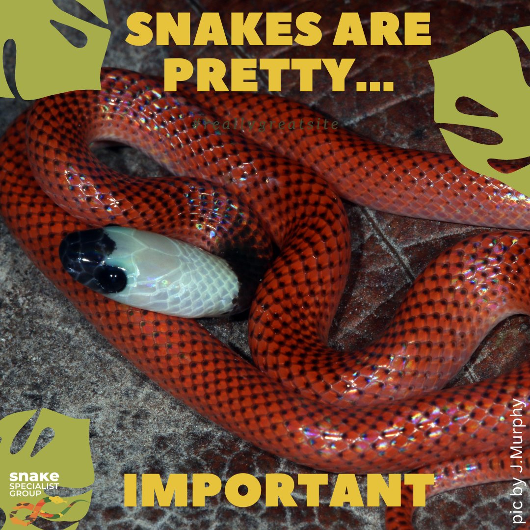 This Black-collared Snake (Drepanoides anomalus) from Peru is undeniably pretty. Agreed? 
Snakes are pretty important too, being predators and prey in functioning ecosystems, helping cycle nutrients, and keeping vermin populations in check.