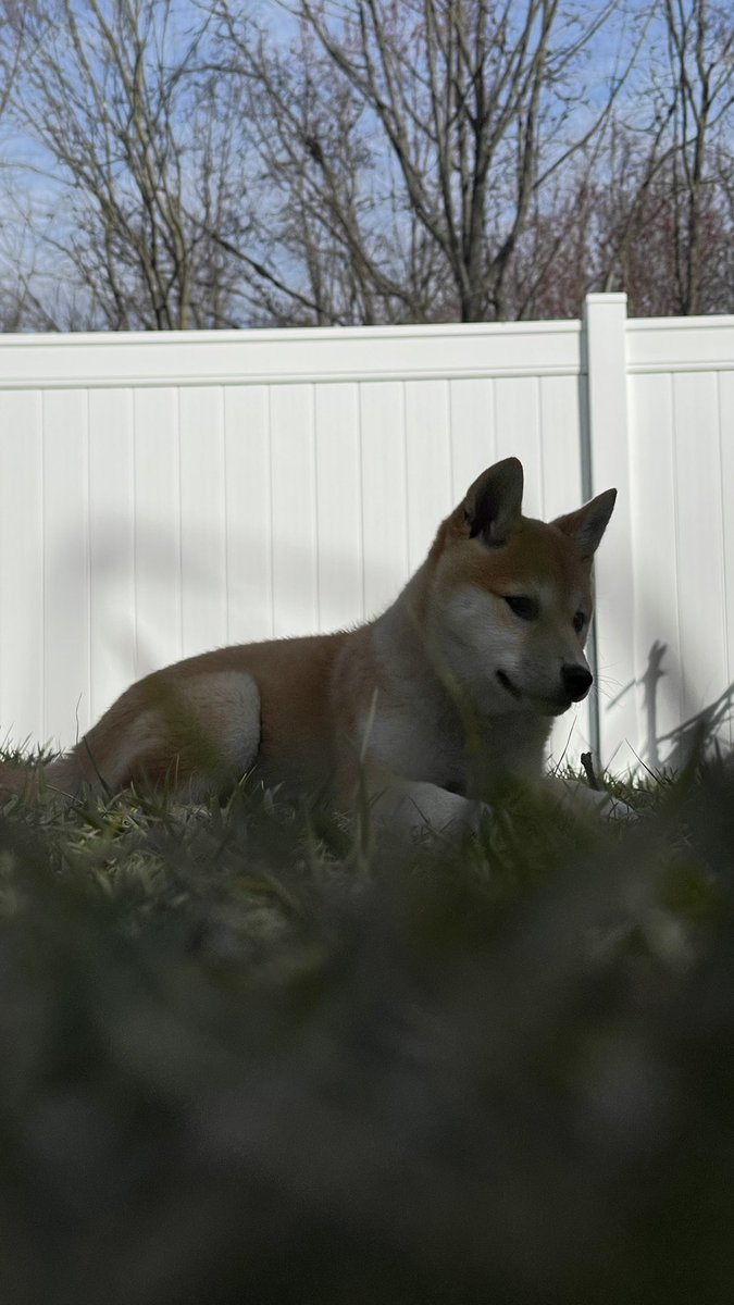 Aerfox👑 tweet media