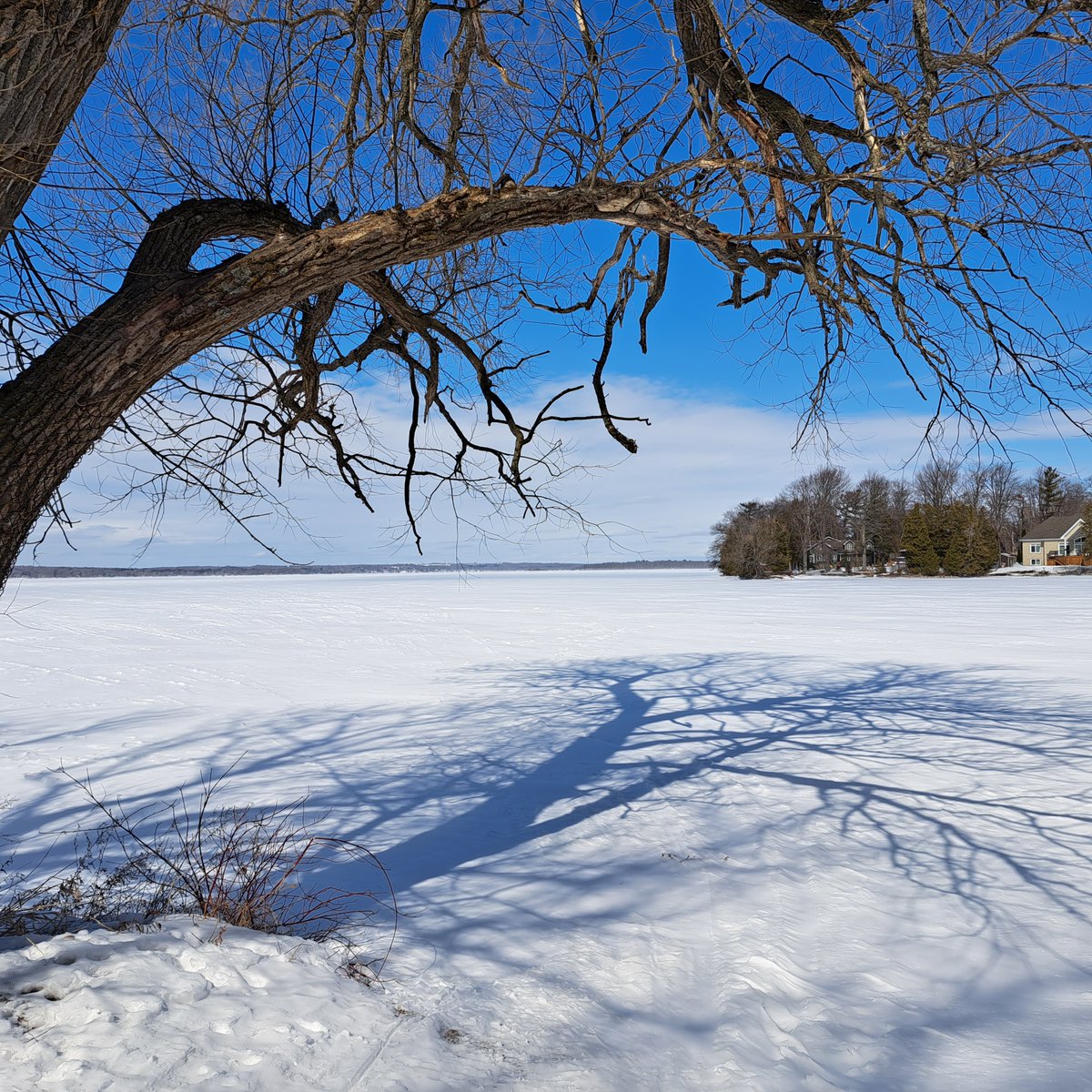 UteSchmid's tweet photo. @admired_art Thanks for inviting us to share #treephotographs on your digital gallery today. I loved the reflection of this beauty overlooking #CouchichingPoint on the shores of #LakeCouchiching in #OrillianOntario, Canada. #Snowflakelady #ResidentialTourist https://t.co/Ma2ZCKWLaA