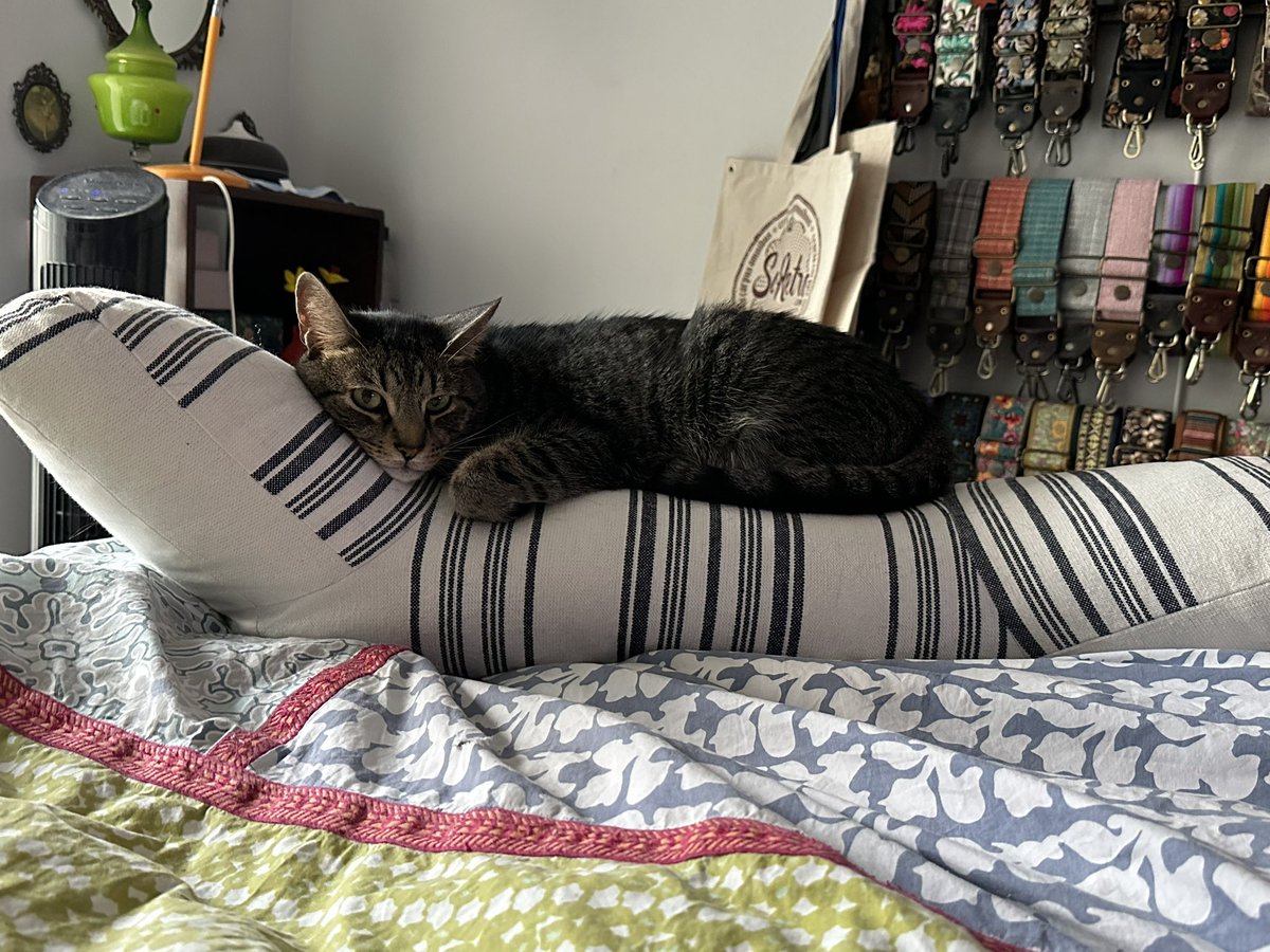 Feline Foursome 😻😹🙀😽 tweet media