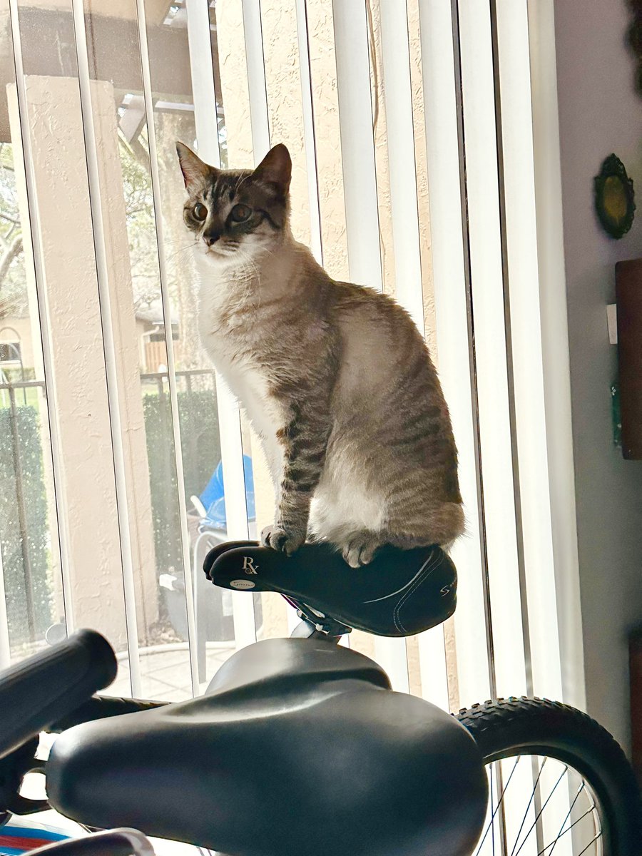 Feline Foursome 😻😹🙀😽 tweet media