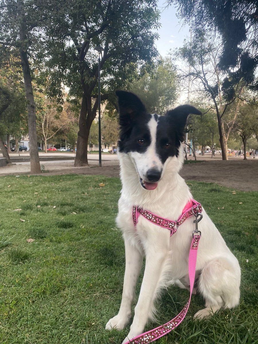 fucancl's tweet photo. BUSCA HOGAR PANCHITA ,cariñosa, dócil,  mediana, esterilizada,rescatada desde la basura en #sanclemente, esta en un bello temporal en #santiago,  WhatsApp +569 4634 0664 https://t.co/up0bZraUa0