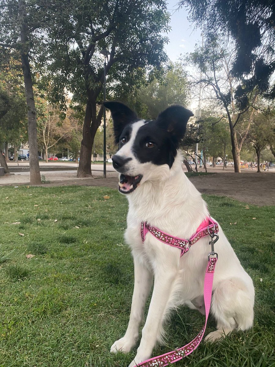 BUSCA HOGAR PANCHITA ,cariñosa, dócil,  mediana, esterilizada,rescatada desde la basura en #sanclemente, esta en un bello temporal en #santiago,  WhatsApp +569 4634 0664
