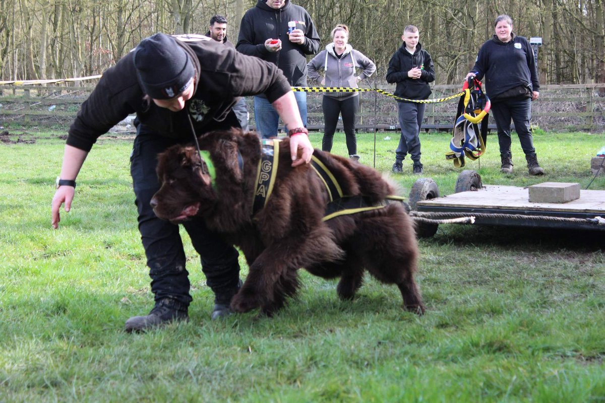 lyvidians's tweet photo. The boy went pulling today 💪💪
#Newfoundland #brownnewfie #weightpulling #showdog #newfie https://t.co/YpdEgKh3IL