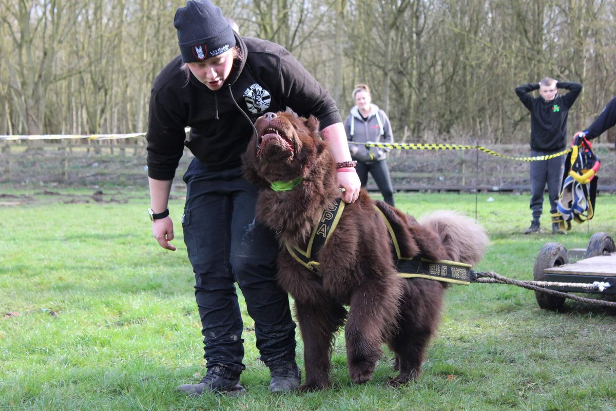 lyvidians's tweet photo. The boy went pulling today 💪💪
#Newfoundland #brownnewfie #weightpulling #showdog #newfie https://t.co/YpdEgKh3IL