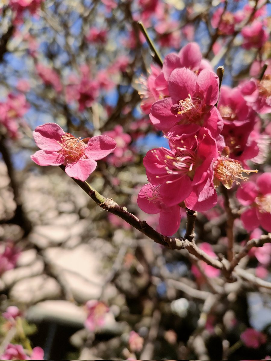 今日はとても天気が良くて気持ちがいいですね☀
都内は、徐々に桜が咲き始めています。
昨日との温度差で体調を崩しやすいので気をつけましょう！

 #フォローお願いします
 #揉みほぐし
 #出張セラピスト 
 #健康
 #河津桜
 #花粉対策