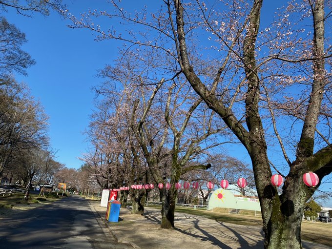 【むさしの村 桜開花情報】芝生広場の桜並木が少しづつ開花しています😊昨日は雨天でしたが、本日は快晴です☀次の更新もお楽し