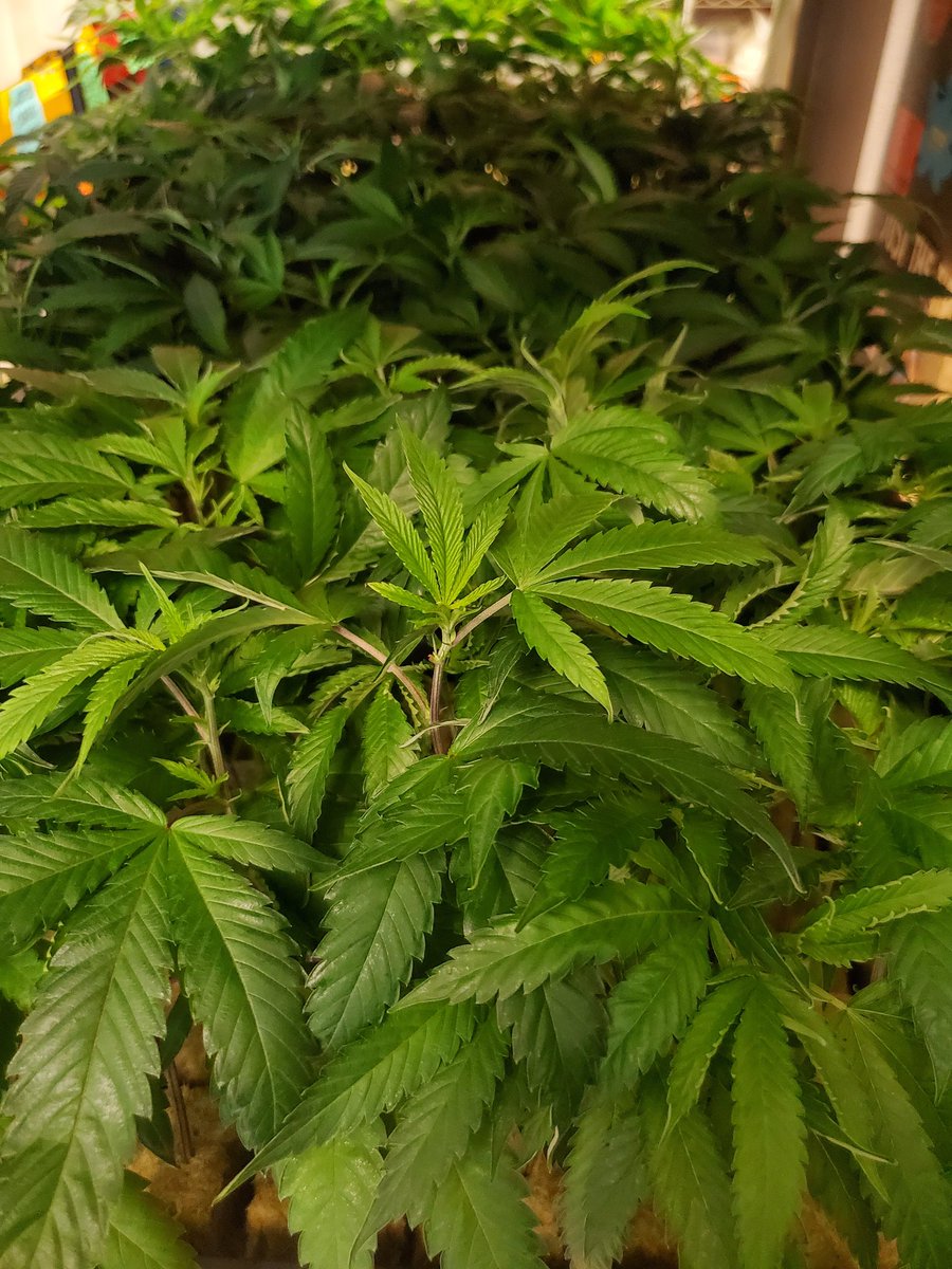 Clones drop at <a href="/trybasasf/">BASASF</a> !!!