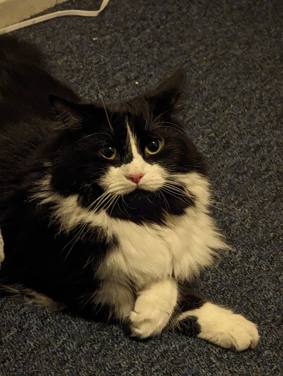 Panda! 🐼 tweet media