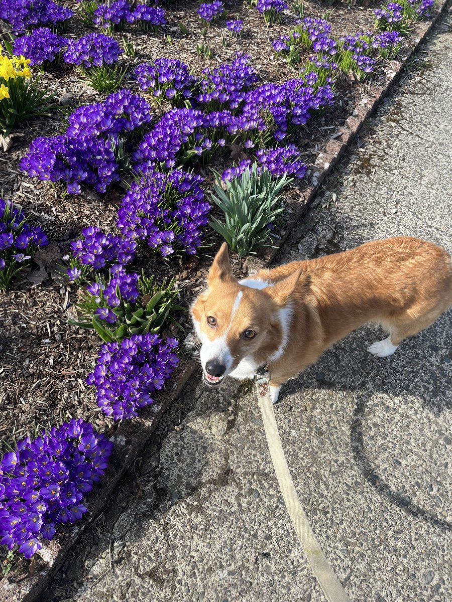 My girl, Luna, and I enjoying the sun today. Life in the PNW means taking full advantage of nice weather when we can because rain is coming back tomorrow.