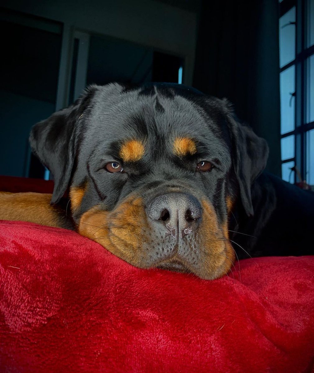Rottweilerowns's tweet photo. #rottwilerdog #puppy #puppylife #puppygram
#puppyoftheday #puppydog #puppyface #puppyeyes
#diggingdog #diggingforgold
#dogsofinstagram #dog #dogoftheday #dogsuk
#rottwilersofinstagram #rottwilerpuppy #rottwiler
#puppy #rott #dogsofinstgram https://t.co/zn4clm1c1B