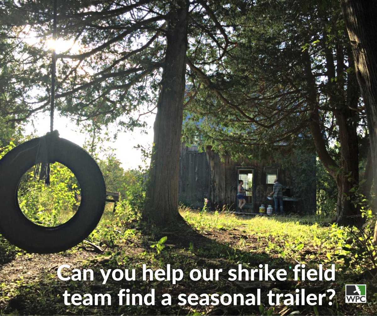 We are reaching out with an urgent request to our Ontario community. Can you, or someone you know, help out our loggerhead shrike recovery team? We need a trailer to house our field biologists in the Carden area where we are working to save this endangered songbird.  

1/4