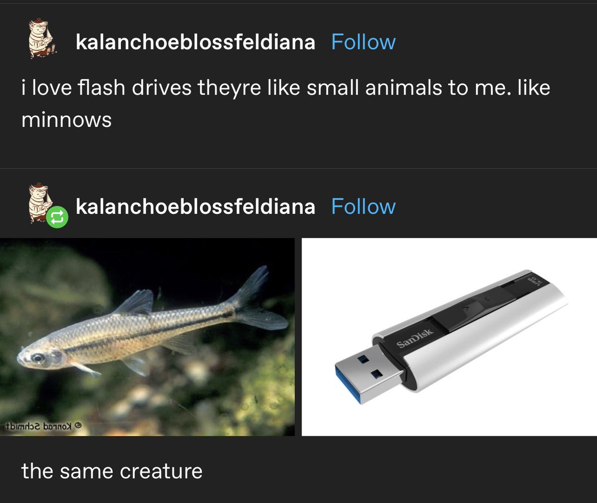 ꒰ daily aquatic lovelies ༚.° tweet media