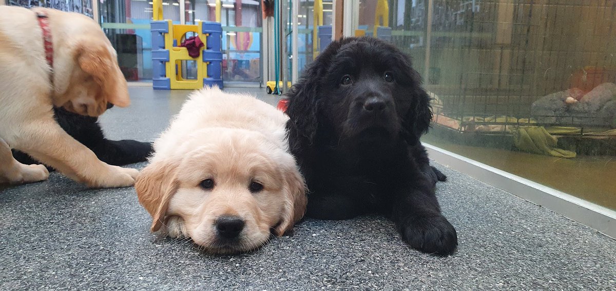 Don't snooze on the opportunity to care for a young pup! They're cute and fluffy now (and probably always will be) but with your help, they can also change the life of somoene who is blind or low vision. Apply now!
ow.ly/1koU50NkPZP
#dogs #puppy #caring