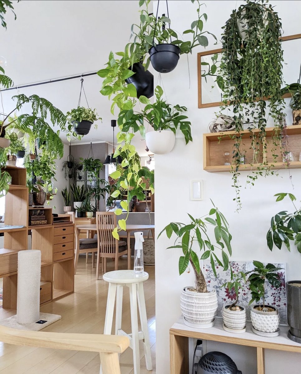 pottedplantsorg's tweet photo. What a welcoming home. Plants, plants, everywhere!

📸 IG ayamame_plants https://t.co/Ke2OtdvBmf