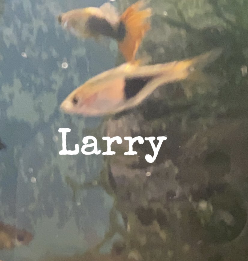 Nialllersbox's tweet photo. @NoClueAnyway Does my Larry fish count?? https://t.co/7WE8VrAFlK