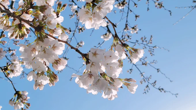 桜並木の巡回で朝から1時間も徘徊してしまった。ソメイはまだまだ咲き始めだけど五分咲きくらいになってるやる気のある木もあった 