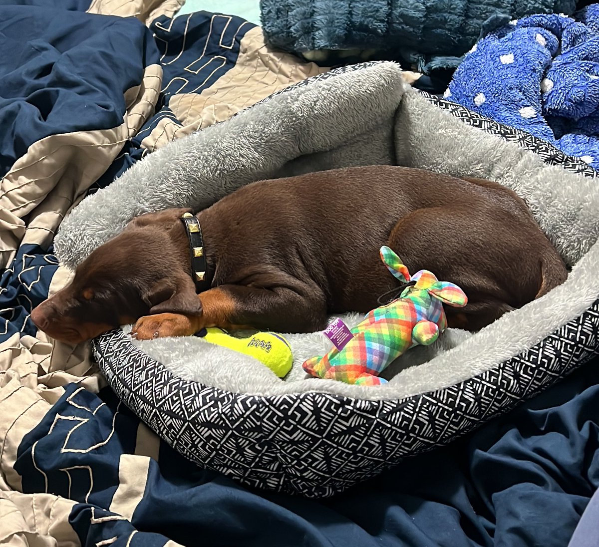 showtime1983's tweet photo. My new dobie! #doberman #dobie #redboy #Kash #spoiledalready #7weeksold https://t.co/n1PgzQG17L