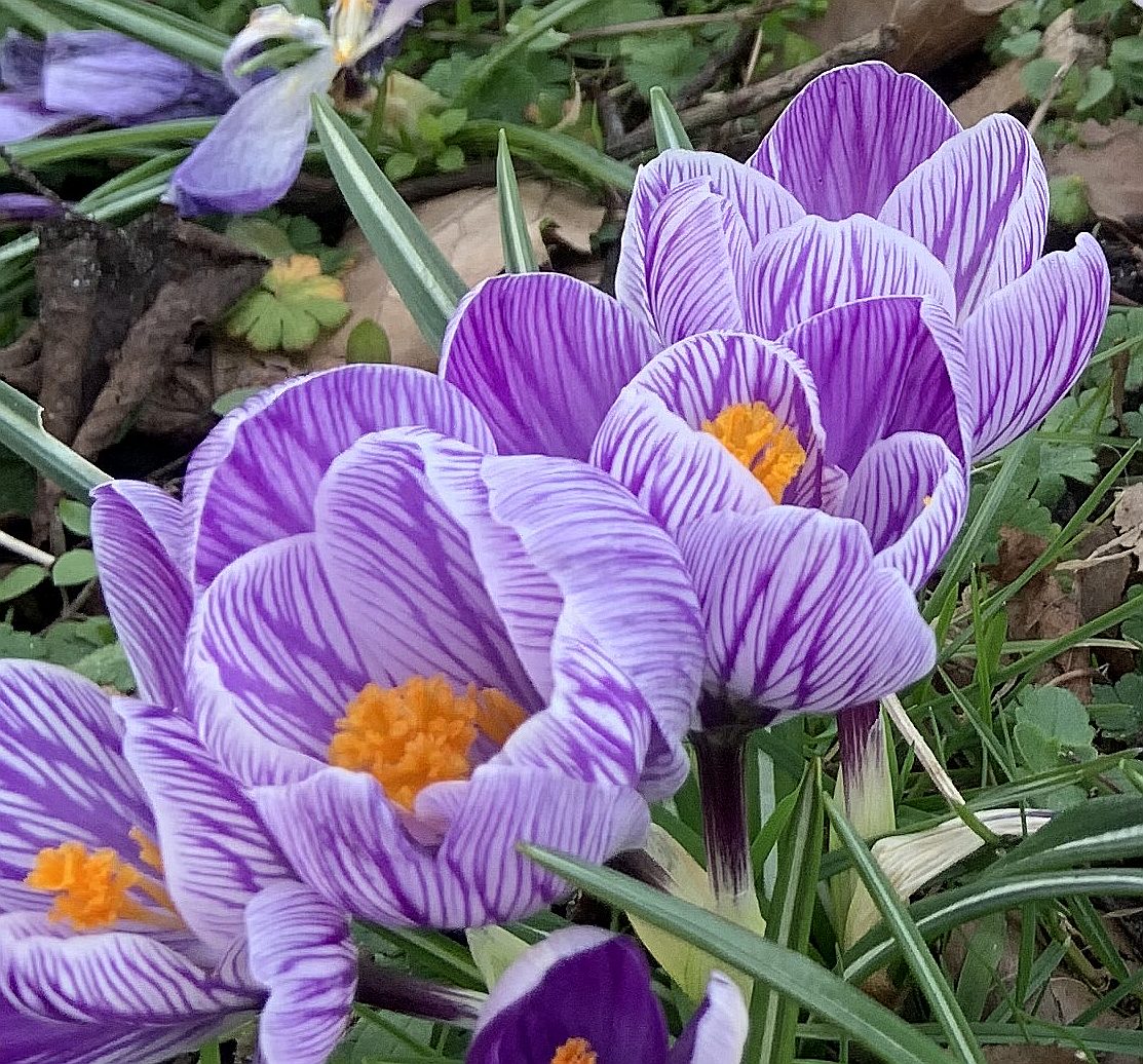 peac4love's tweet photo. 💐🍸🍷🎶🌈#hamburg today🌺💜🥀#crocuses💜☀🌄🎨🌳🌼#HappyWeekend Friends! ☮peace☮✨love💖✨ #NoWar!🌎🚴‍♀️🏕 https://t.co/0aJl2IZkKm